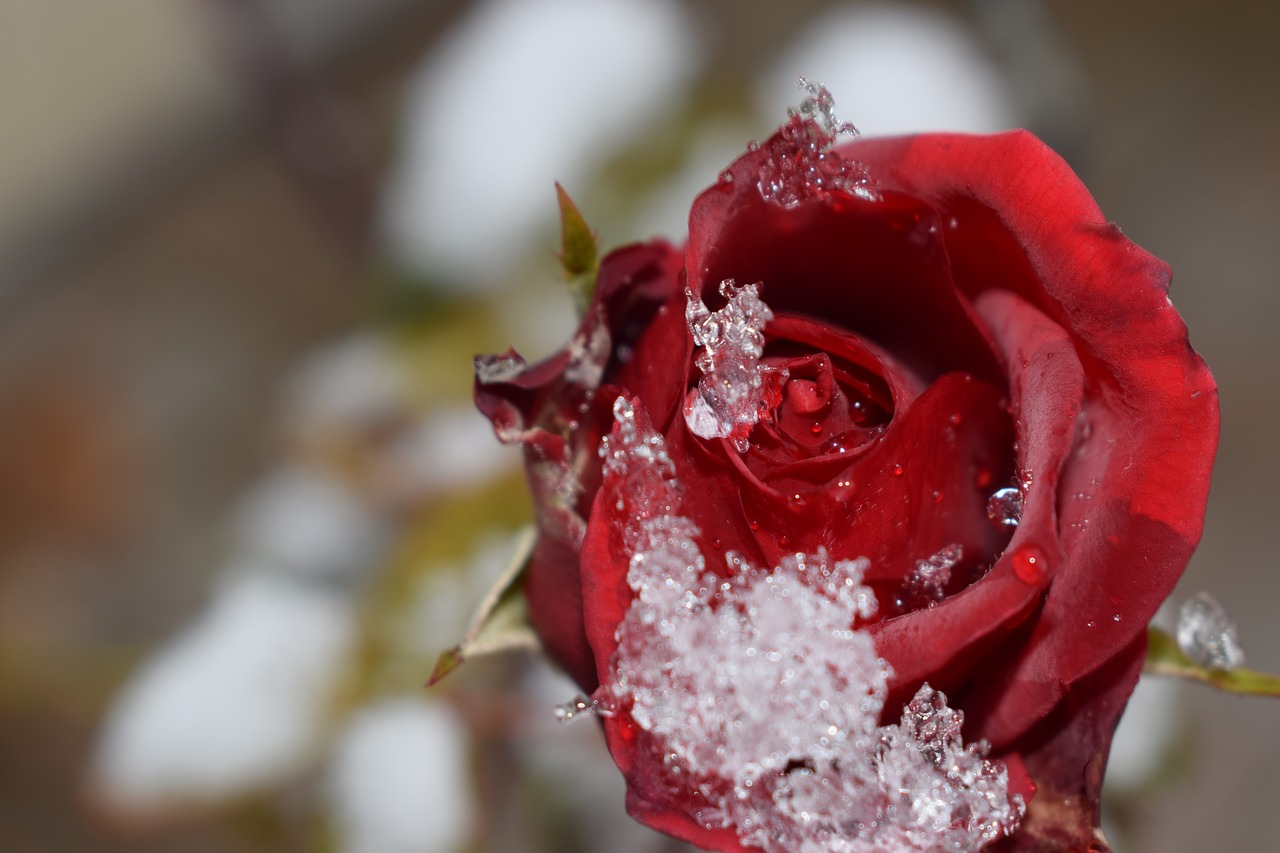 rose  flower  red free photo