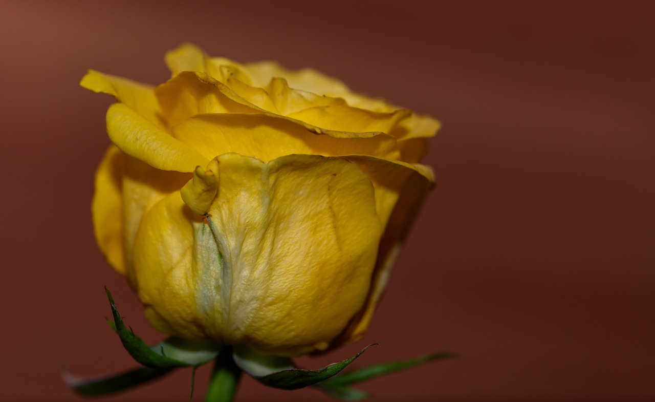 rose  yellow  yellow rose free photo