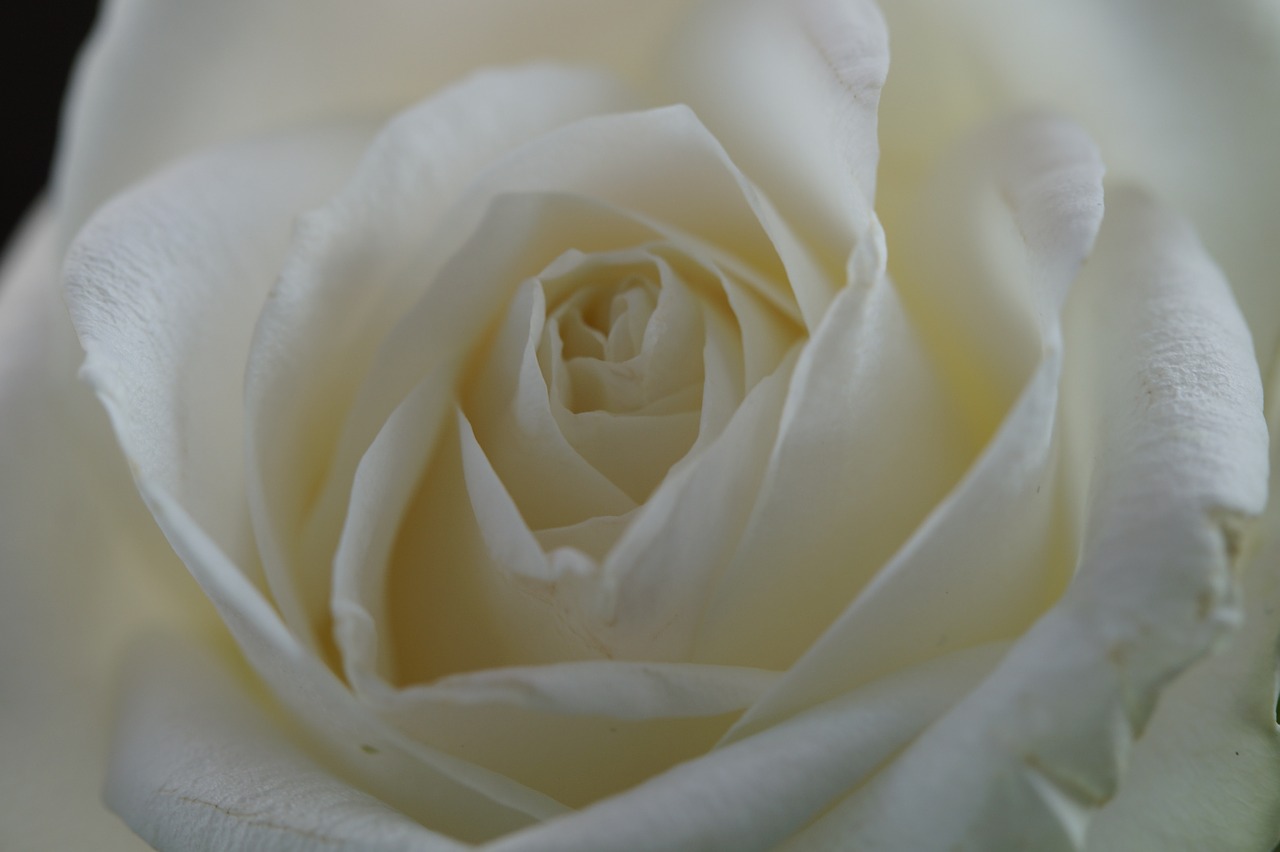 rose white flower free photo