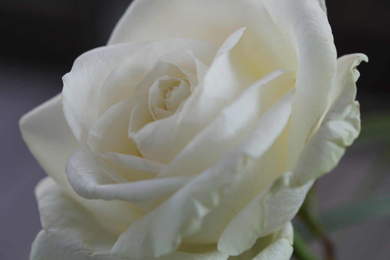 rose white flower free photo