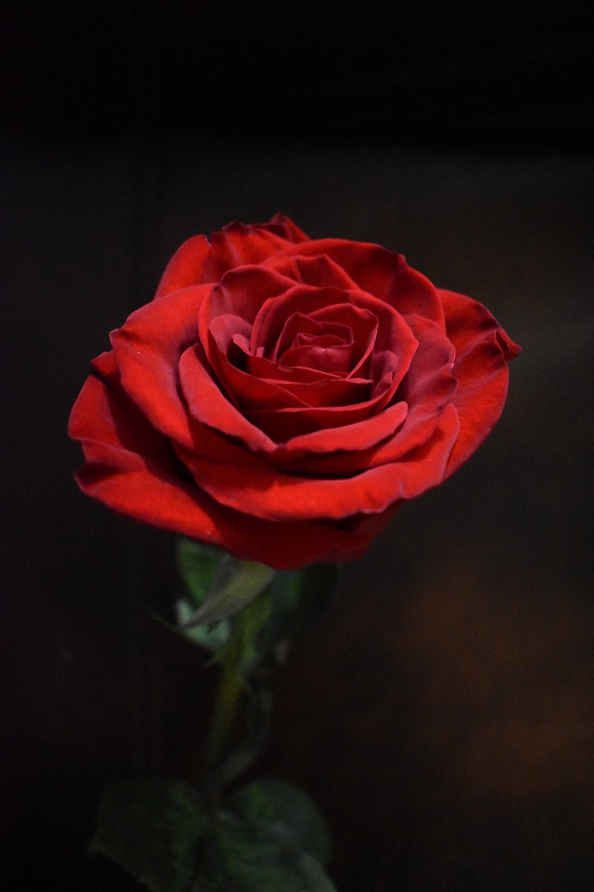 rose  red  petals free photo