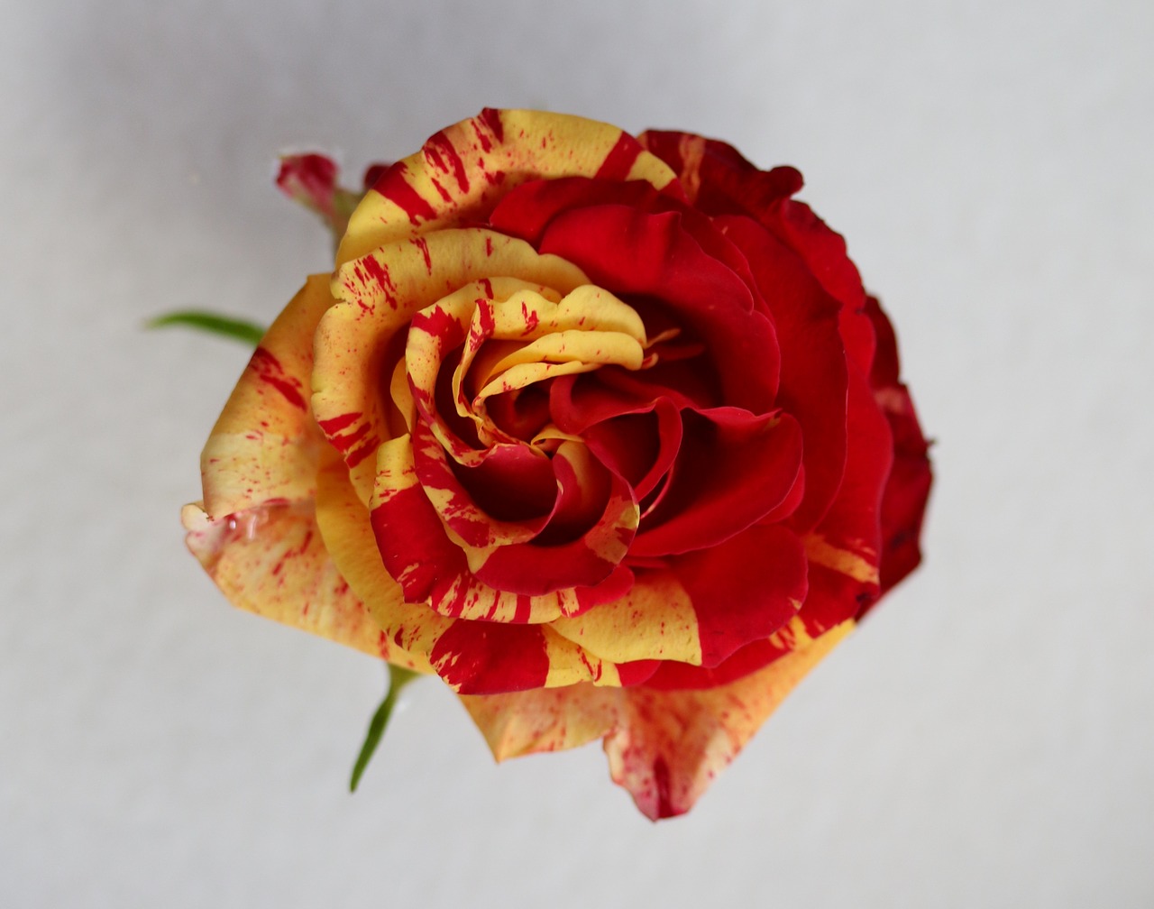 rose  red  yellow free photo