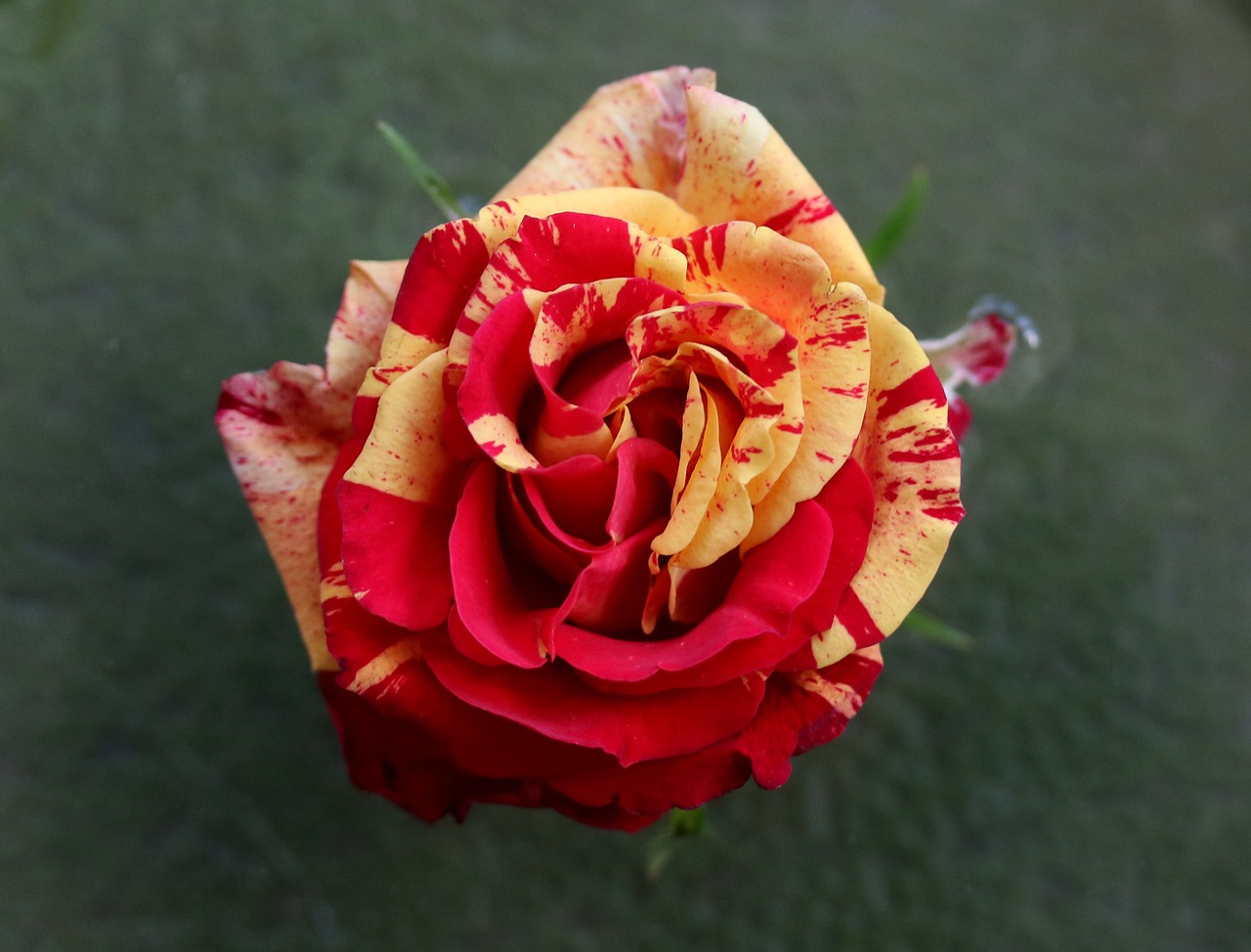 rose  red  yellow free photo