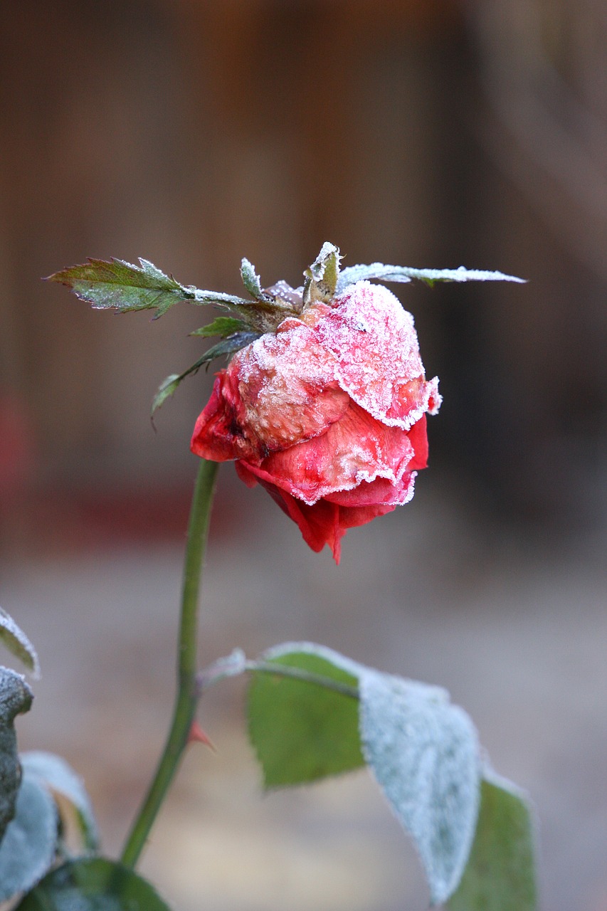 rose  frost  winter free photo