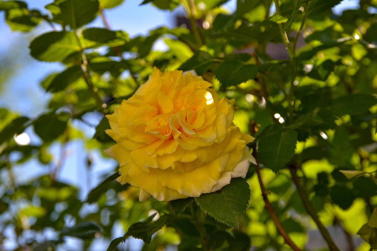 rose  yellow  nature free photo