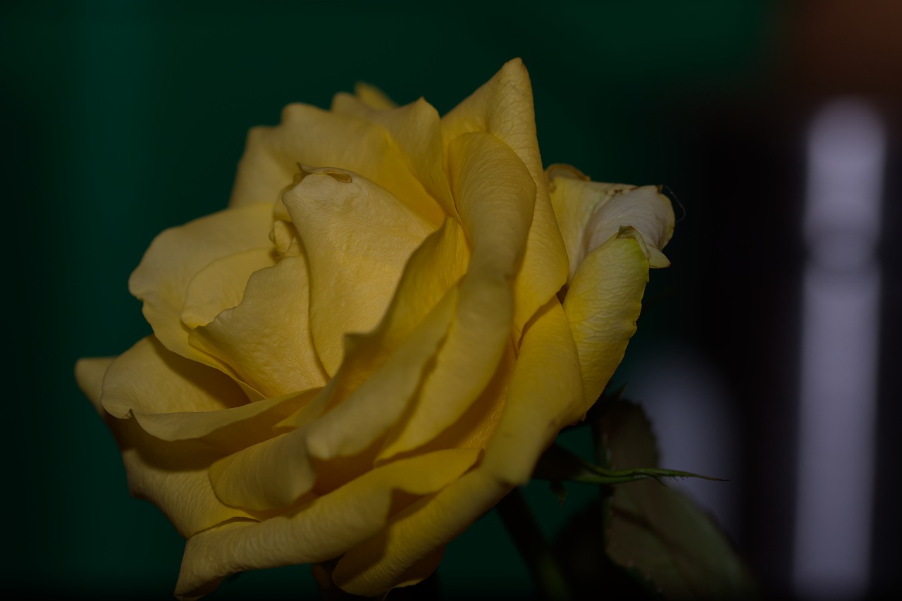 rose  yellow  yellow rose free photo
