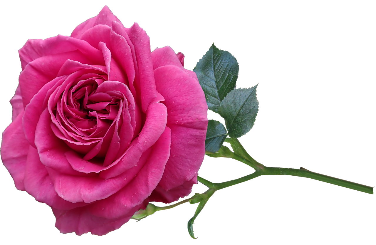 rose  flower  fragrant free photo