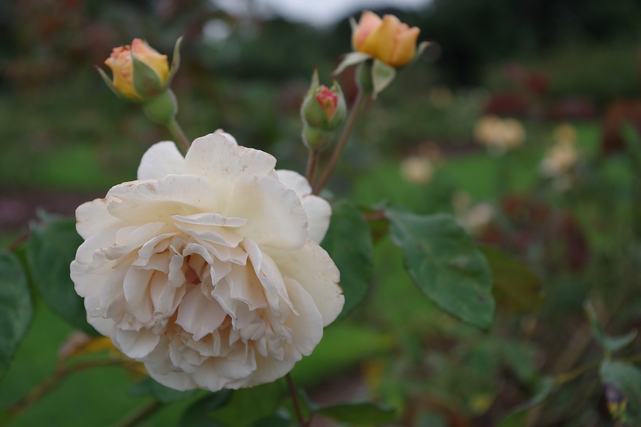 rose  flower  floral free photo