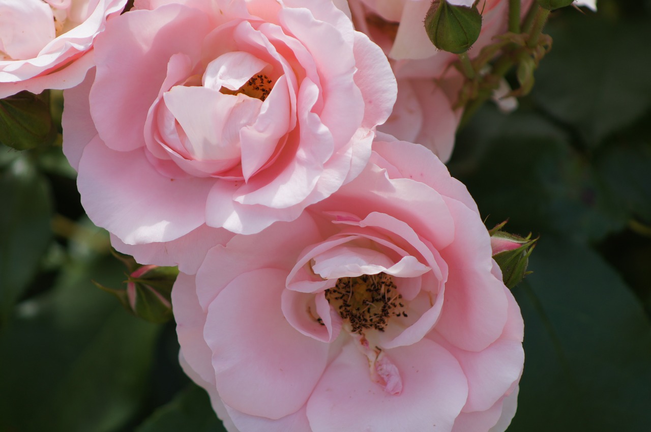 rose  flower  pink free photo