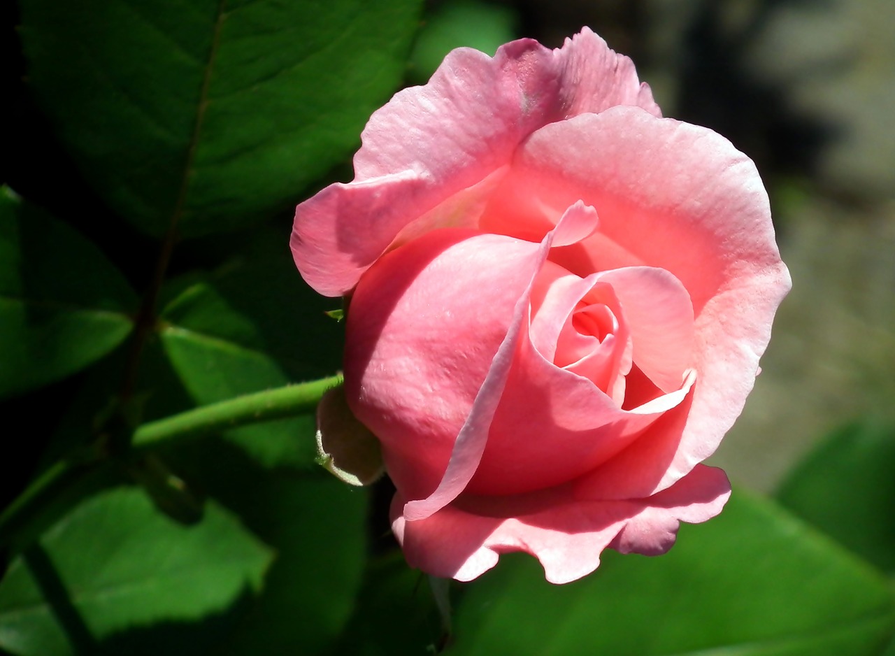 rose  flower  pink free photo