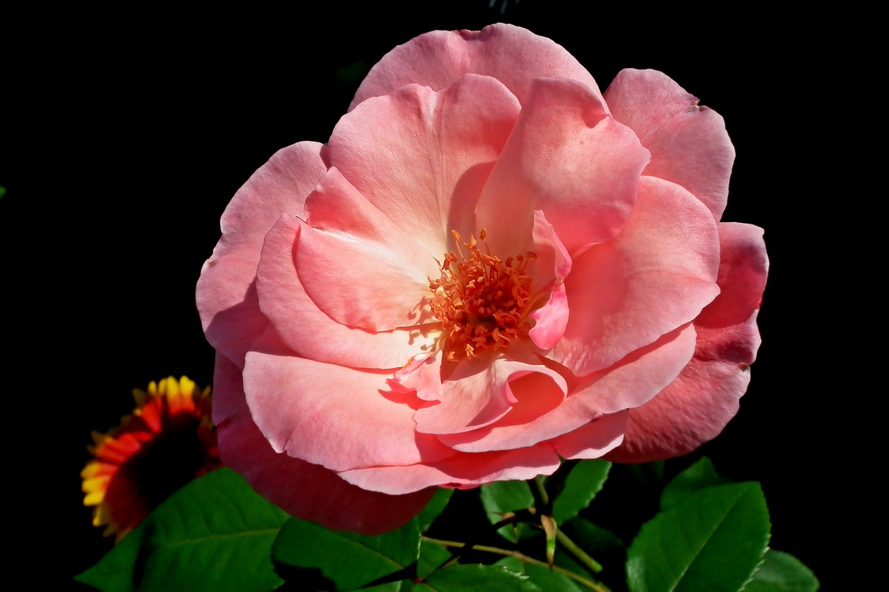 rose  flower  romantic free photo