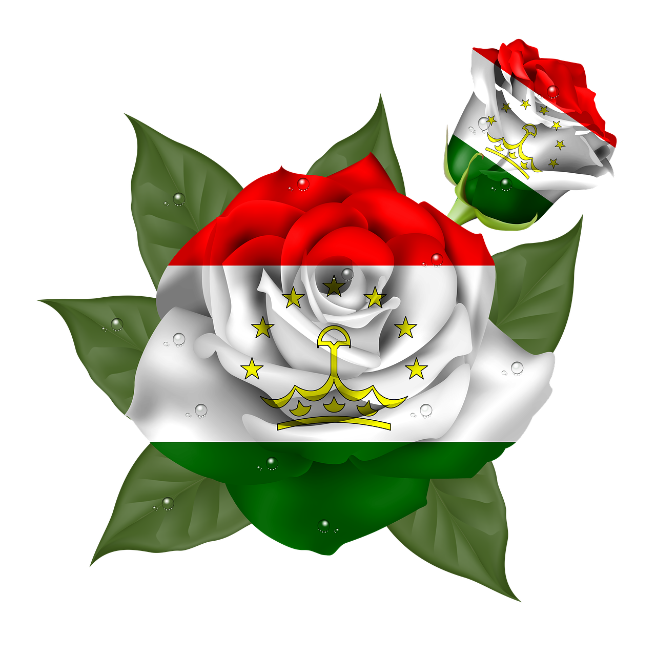 rose  iran  tajikistan free photo