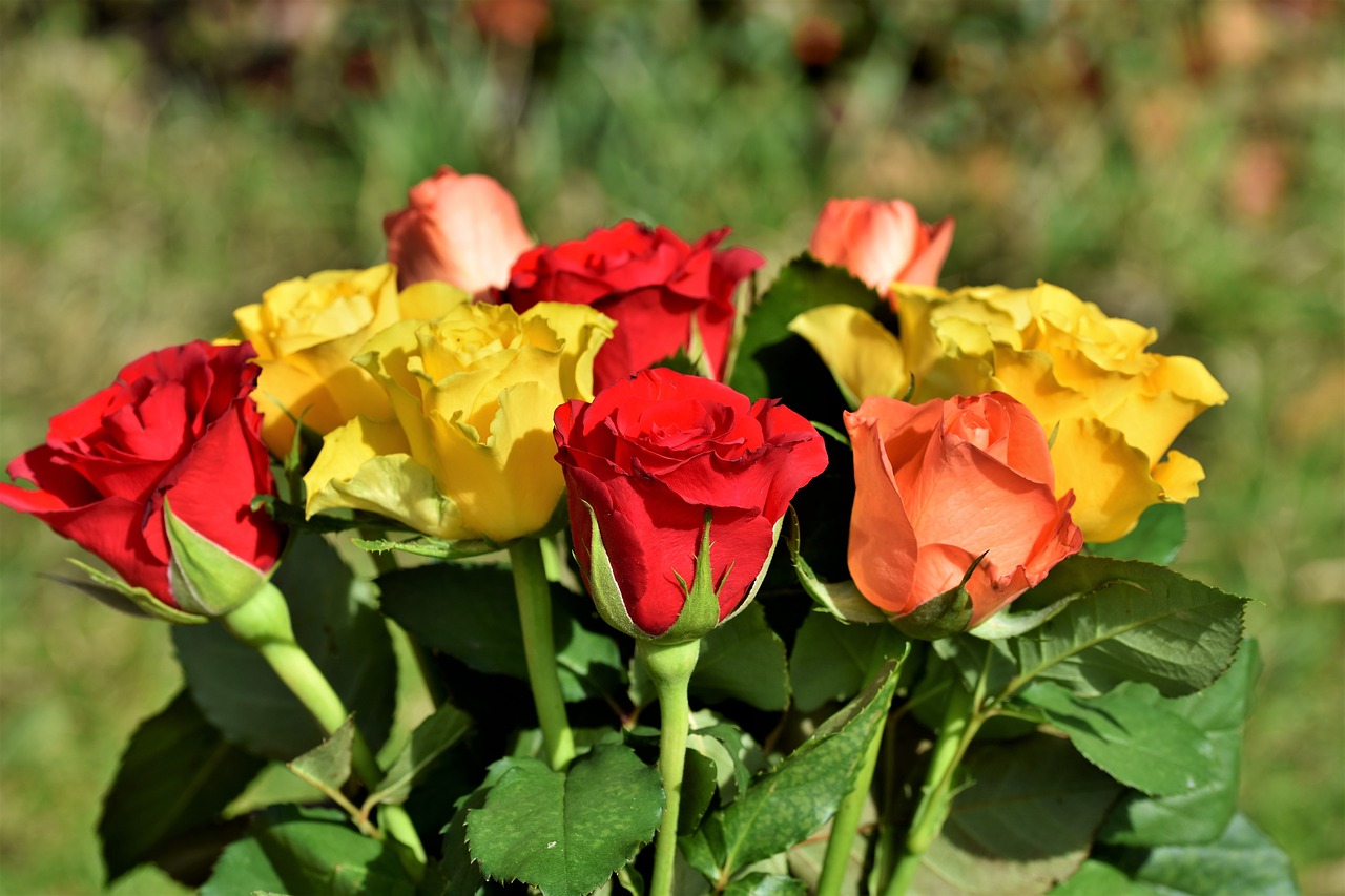 rose  bouquet of roses  rose bloom free photo