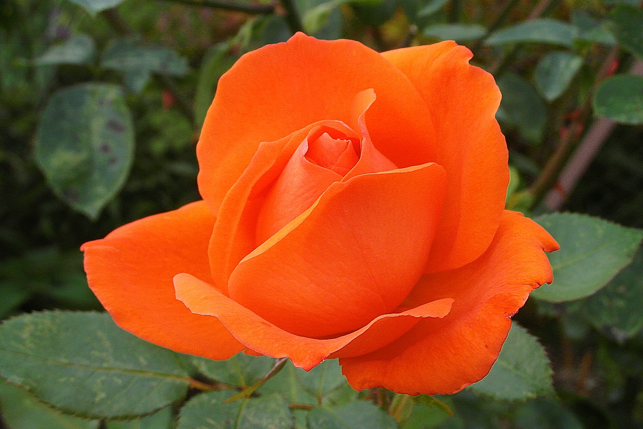 rose  flower  orange free photo