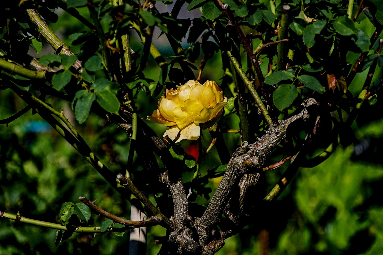 rose  yellow  plant free photo