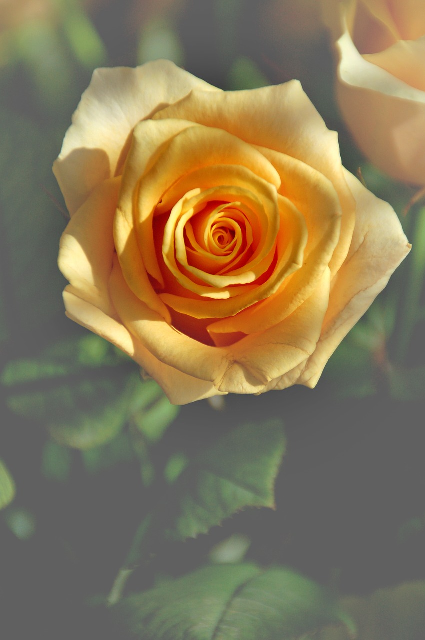 rose  yellow  romantic free photo