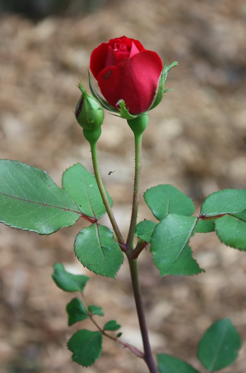 rose rosebud flower free photo