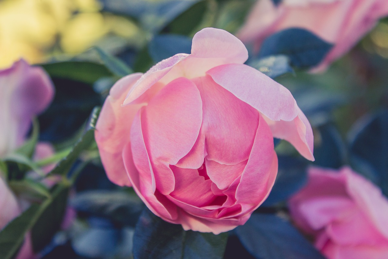 rose  flower  pink free photo