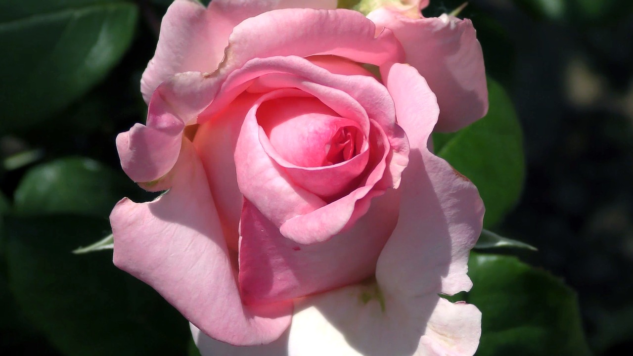 rose  flower  garden free photo