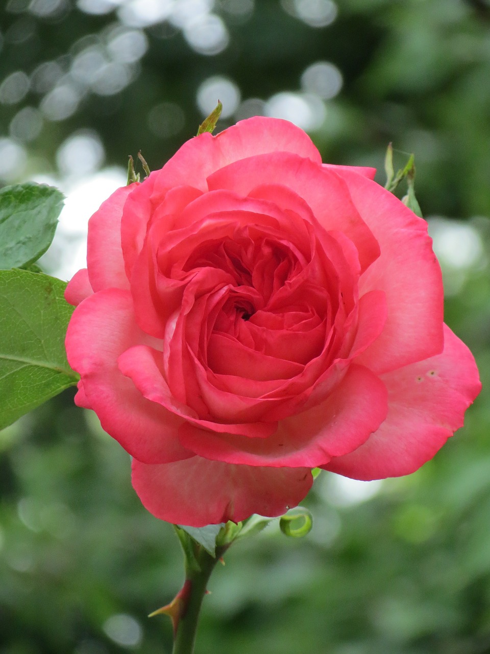 rose flower garden plant free photo