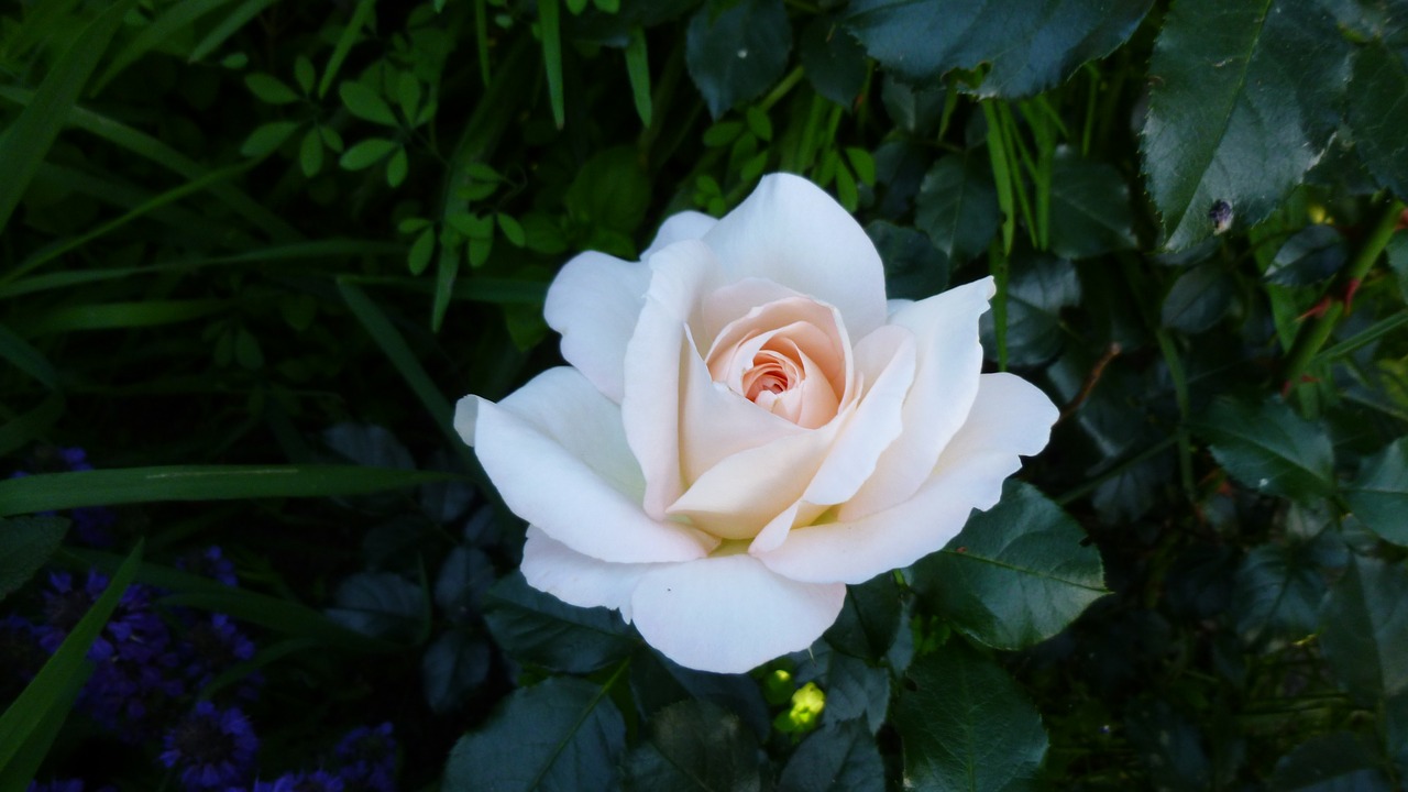 rose  flower  bloom free photo