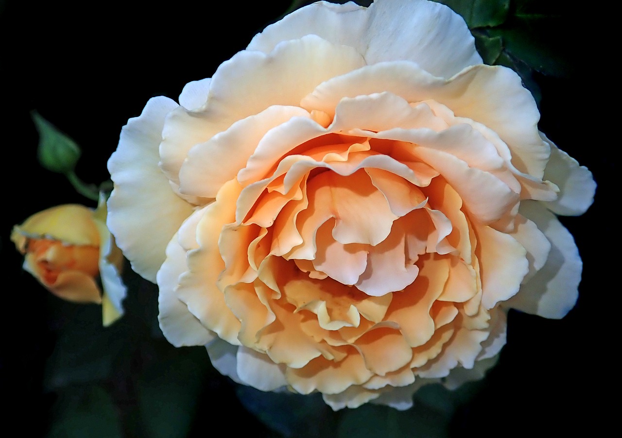 rose  flower  garden free photo