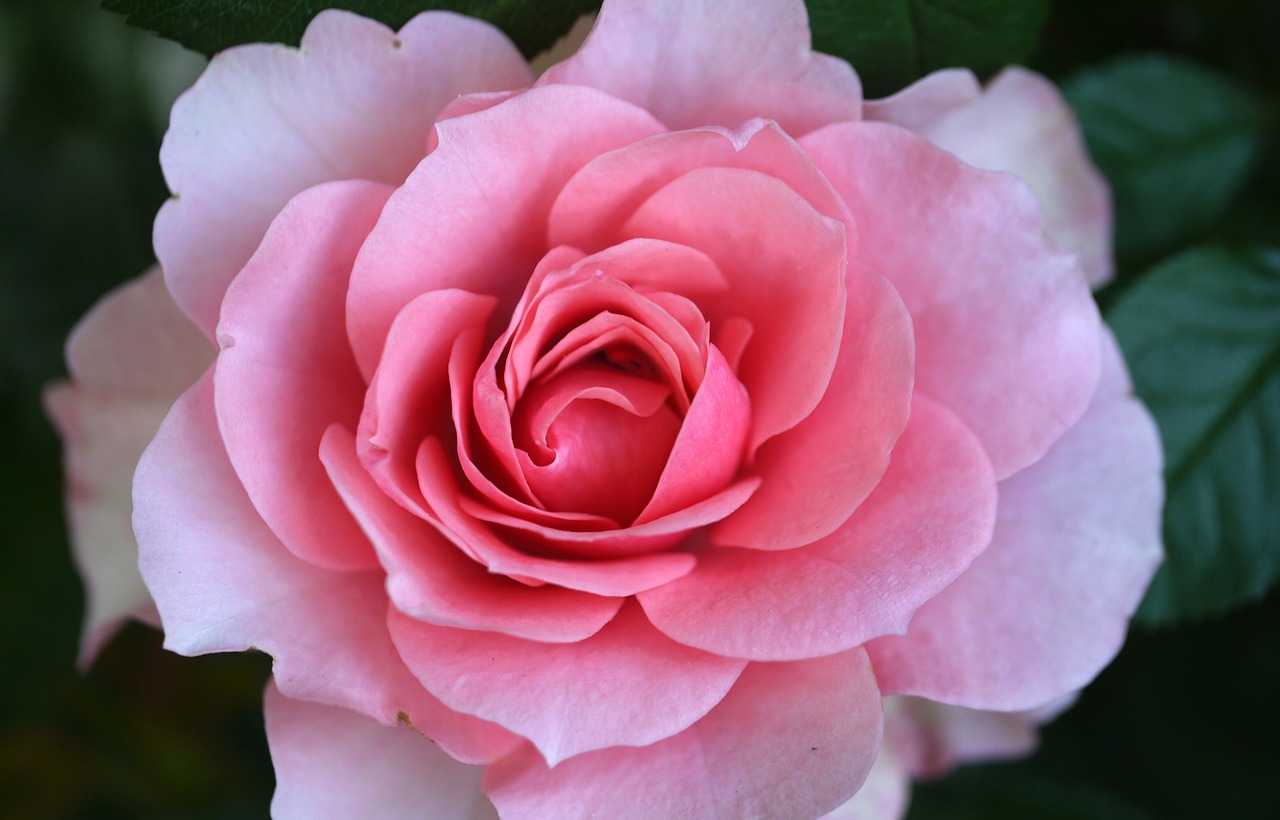 rose  flower  blossom free photo