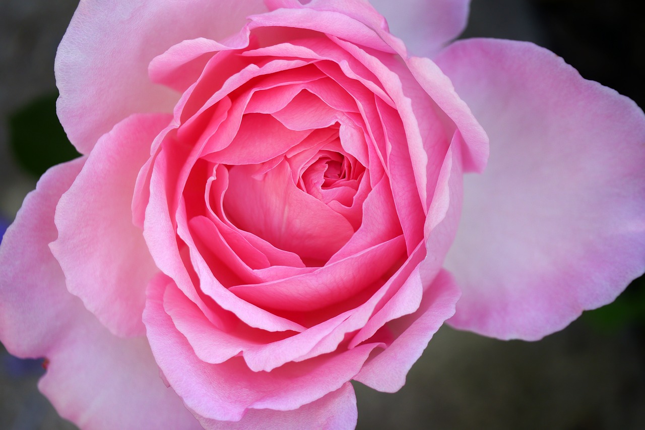 rose  pink  flower free photo