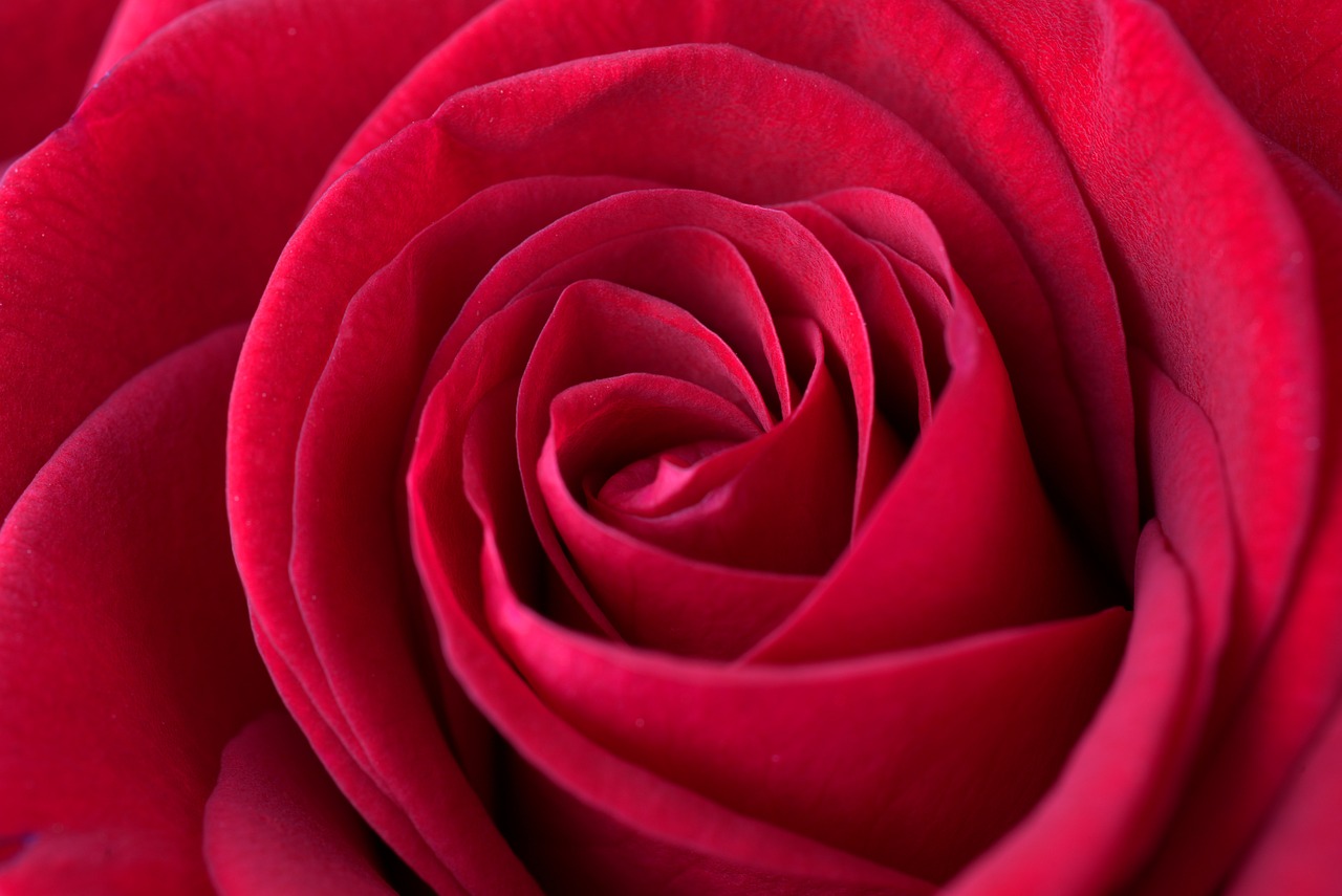 rose  red  love free photo