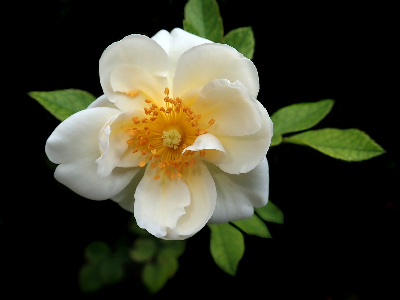 rose  white  flower free photo