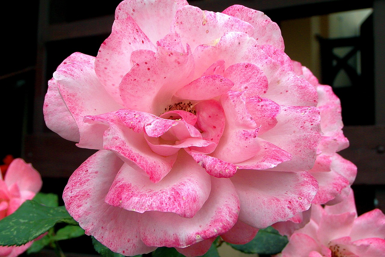 rose  flower  pink free photo