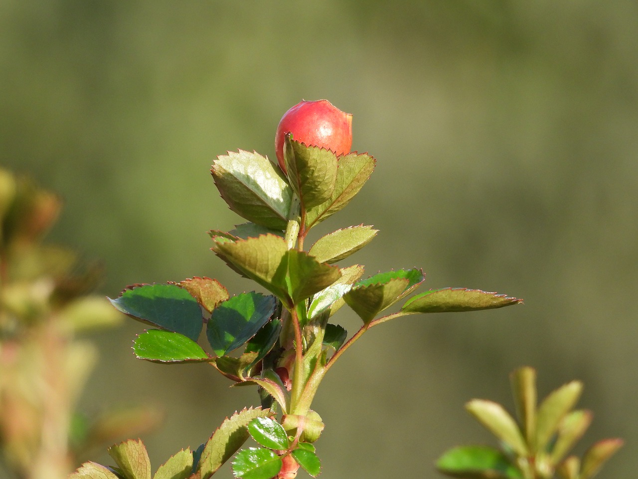 rose  flower  rose bush free photo