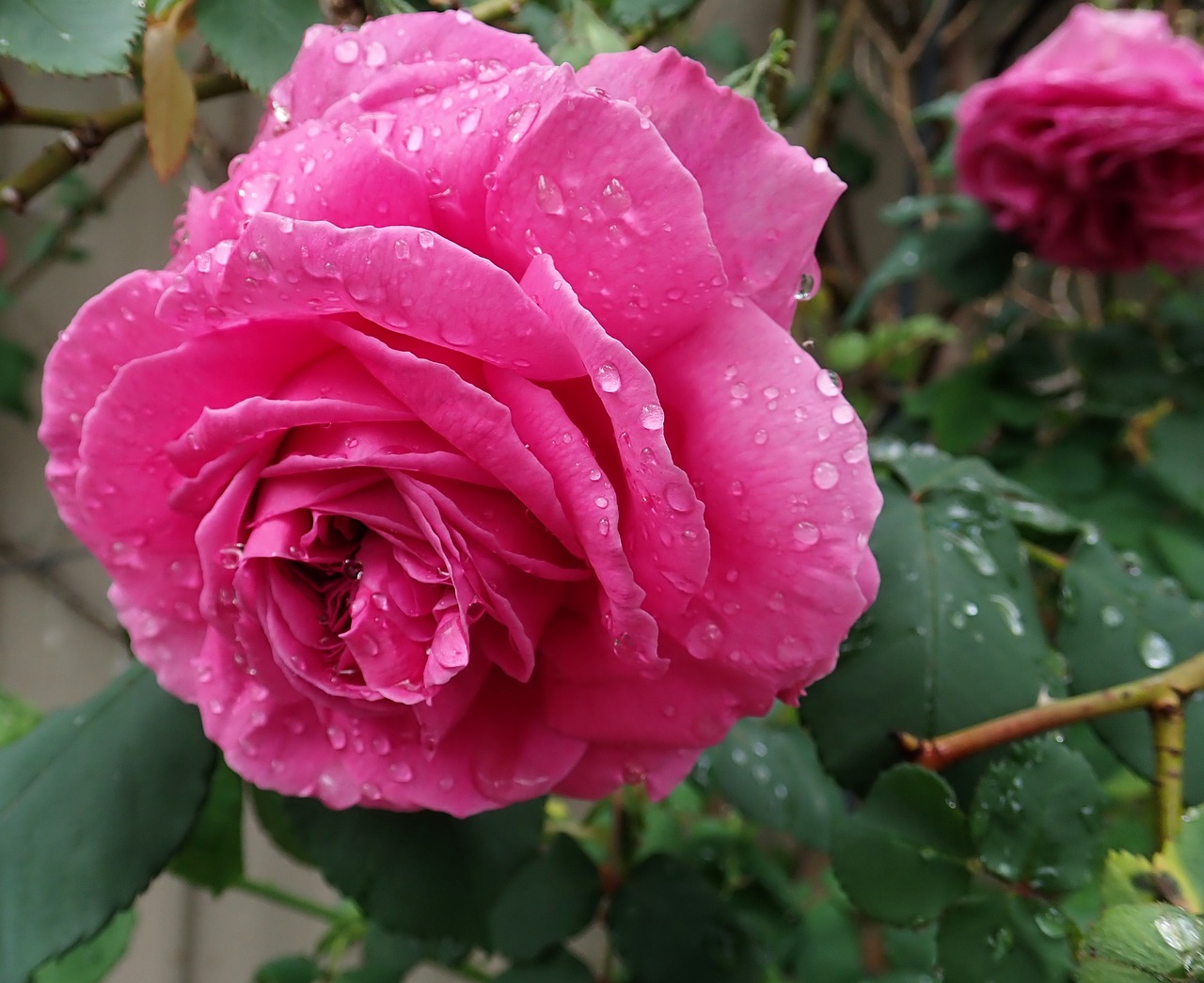 rose  flower  raindrops free photo