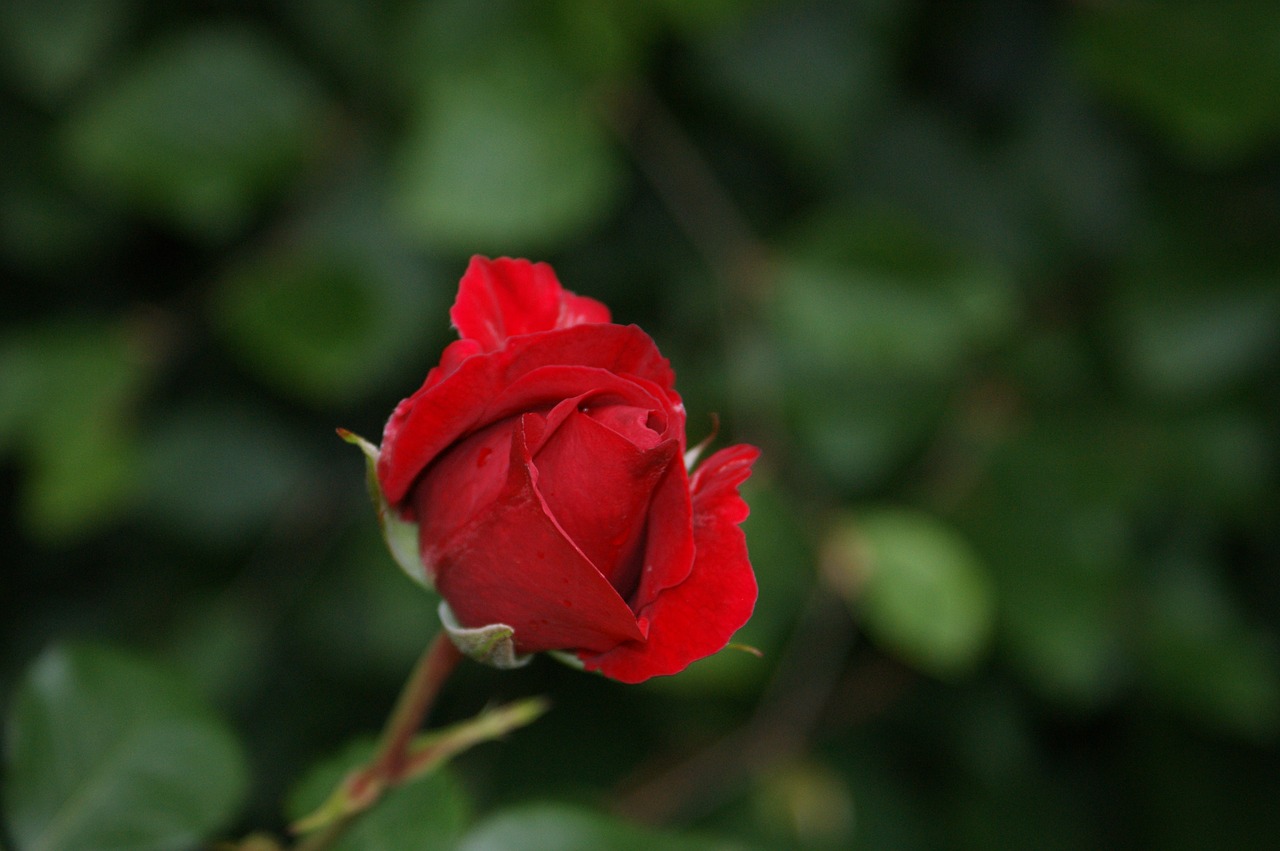 rose  flower  romance free photo