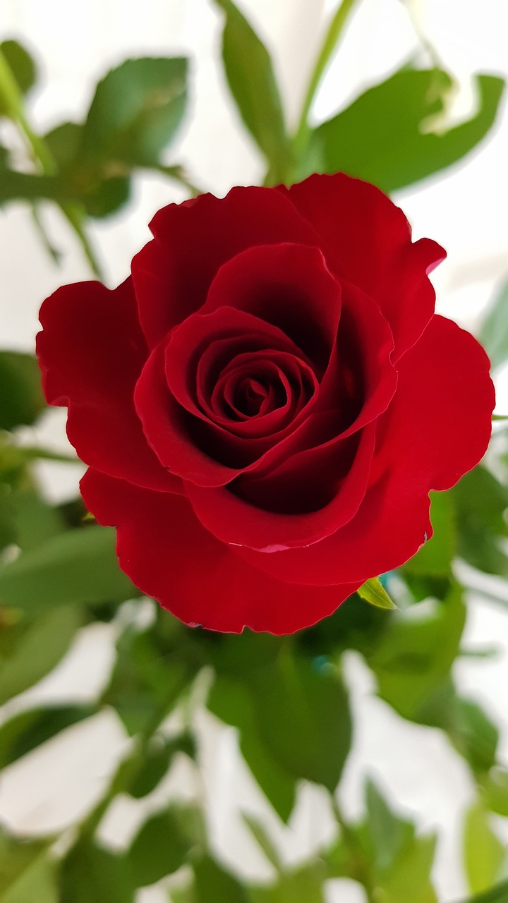 rose  flower  beauty free photo