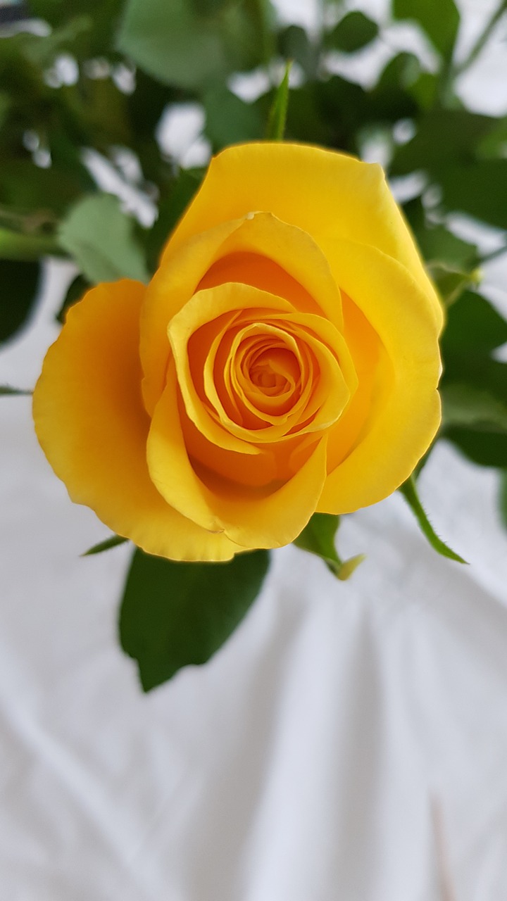 rose  flower  beauty free photo