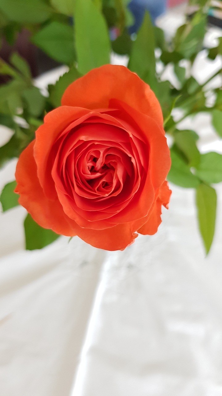 rose  flower  beauty free photo