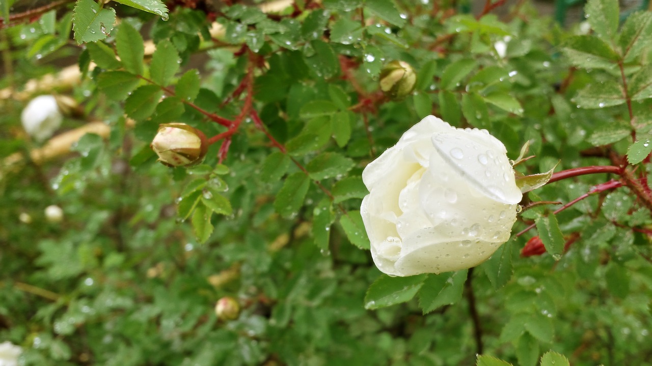 rose  white  drops free photo