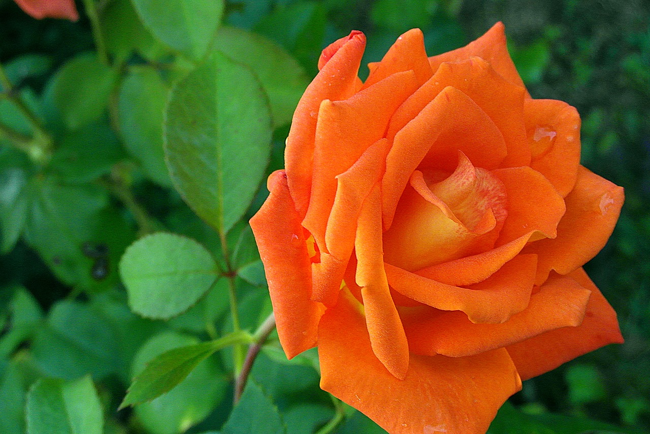 rose  flower  orange free photo