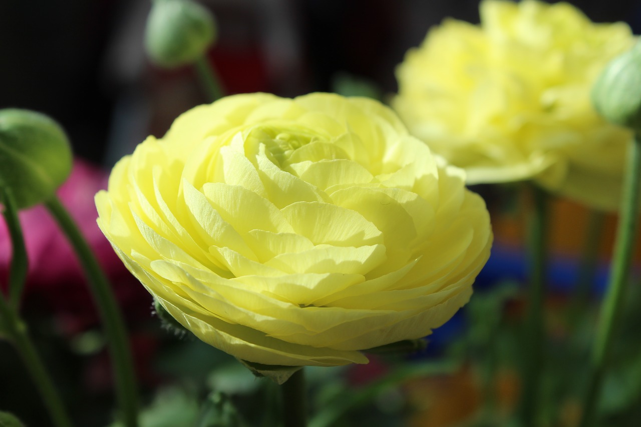 rose  white  flowers free photo