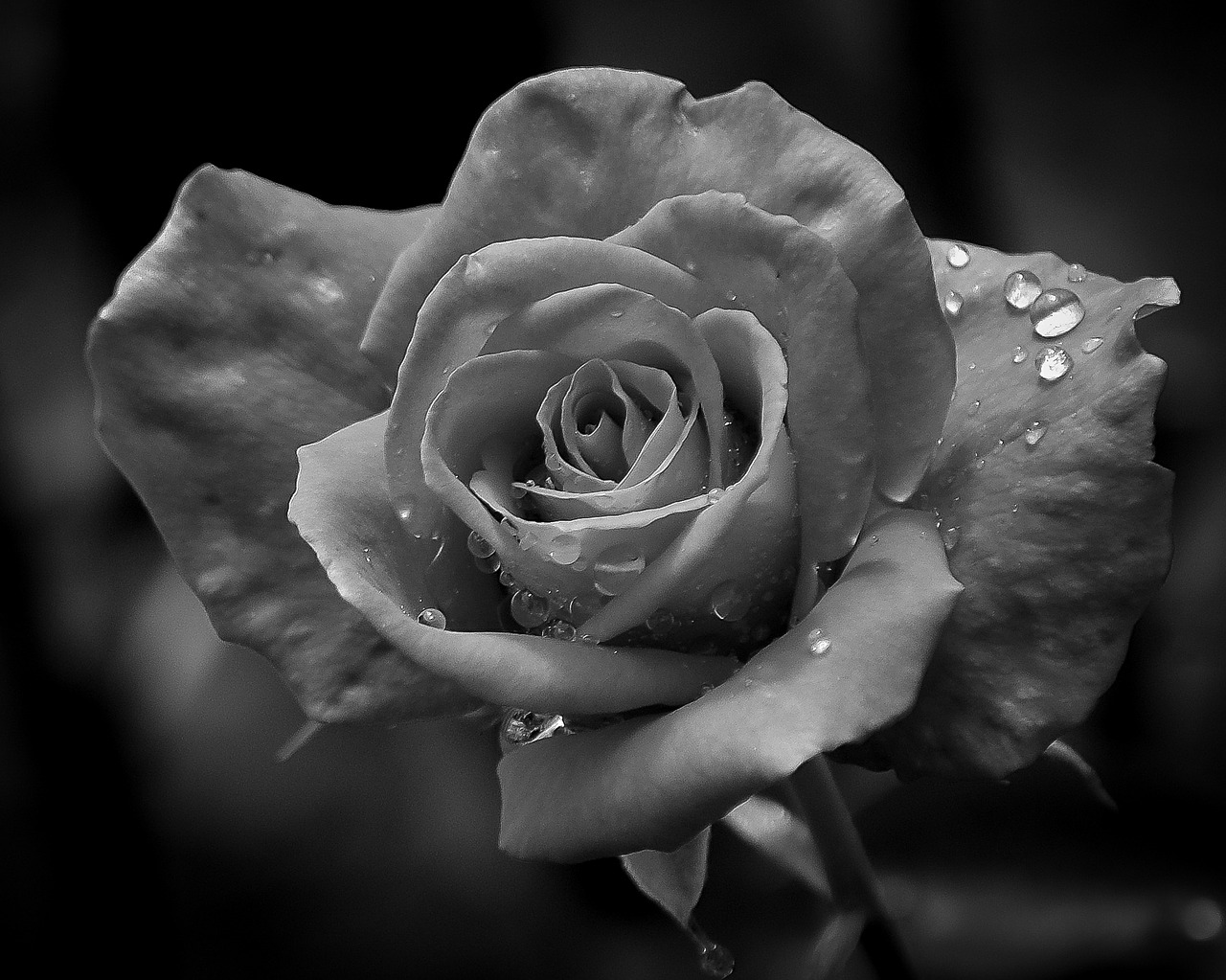 rose raindrops black free photo