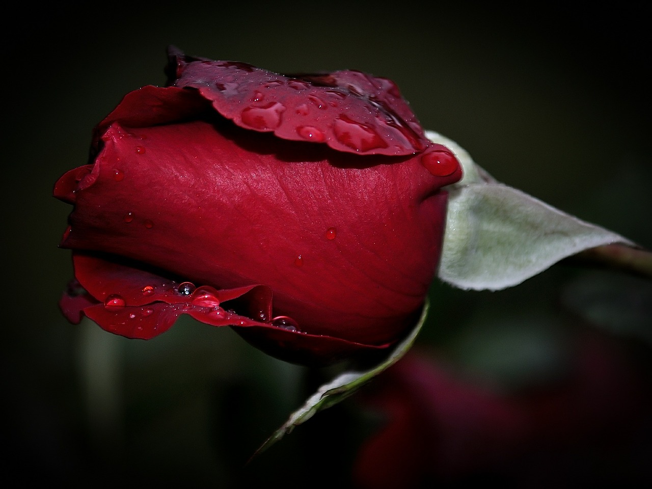 rose red waterdrops free photo