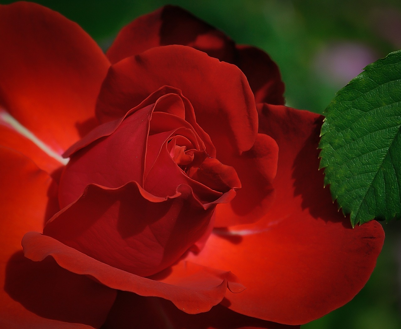 rose red flower free photo