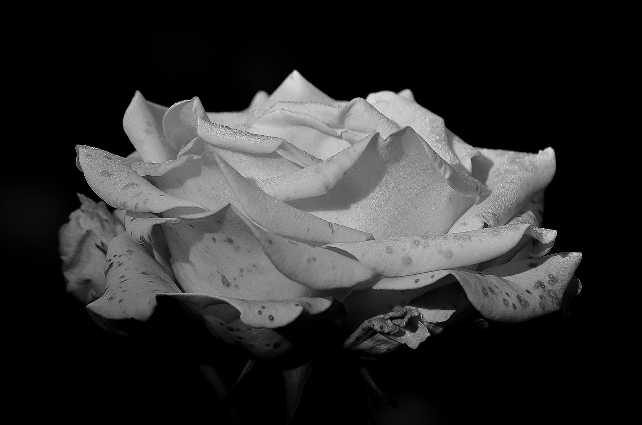 rose black and white flower free photo