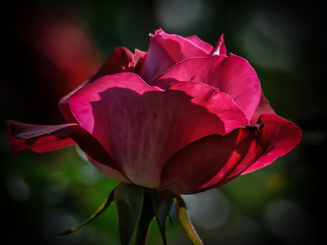 rose pink flower free photo