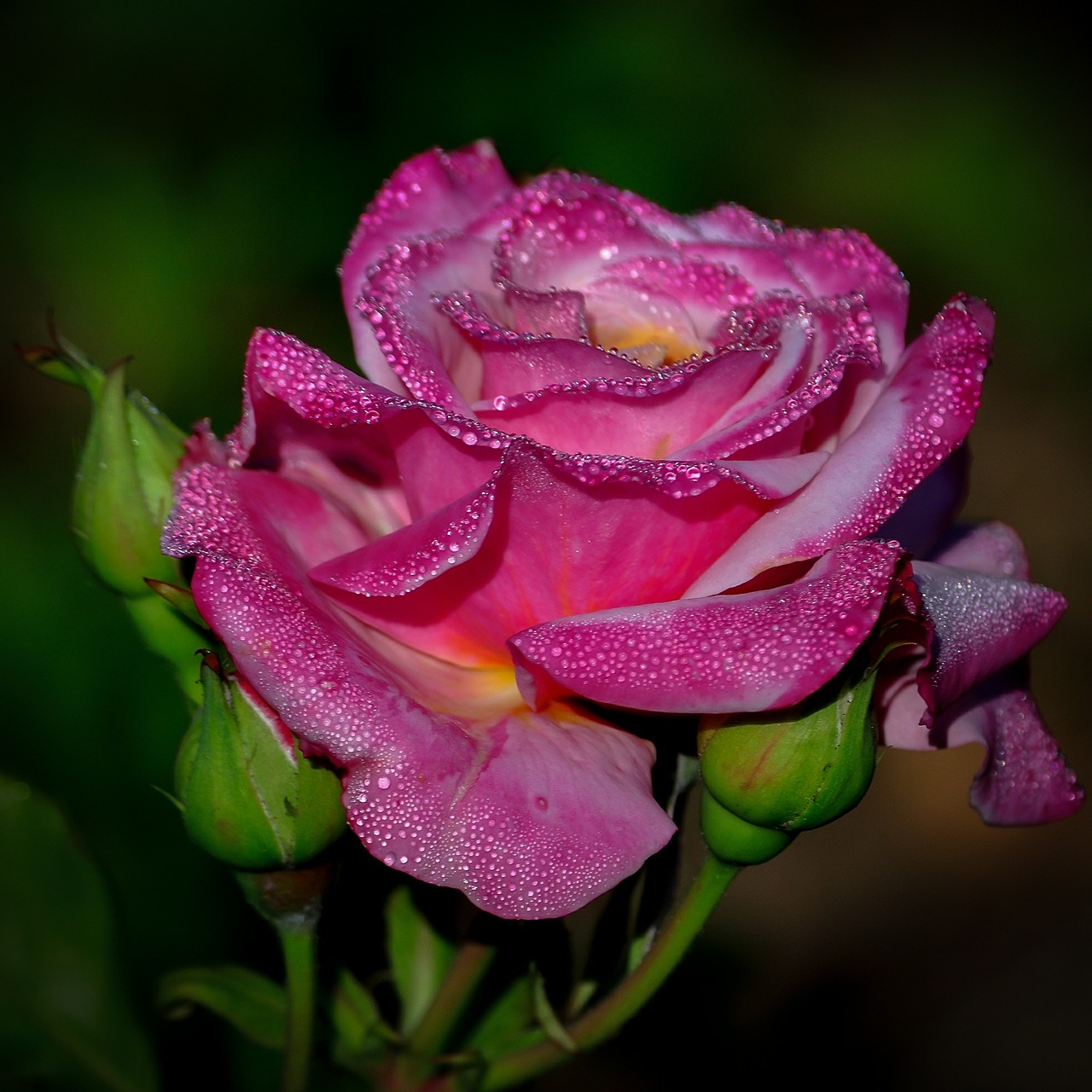 rose pink flower free photo