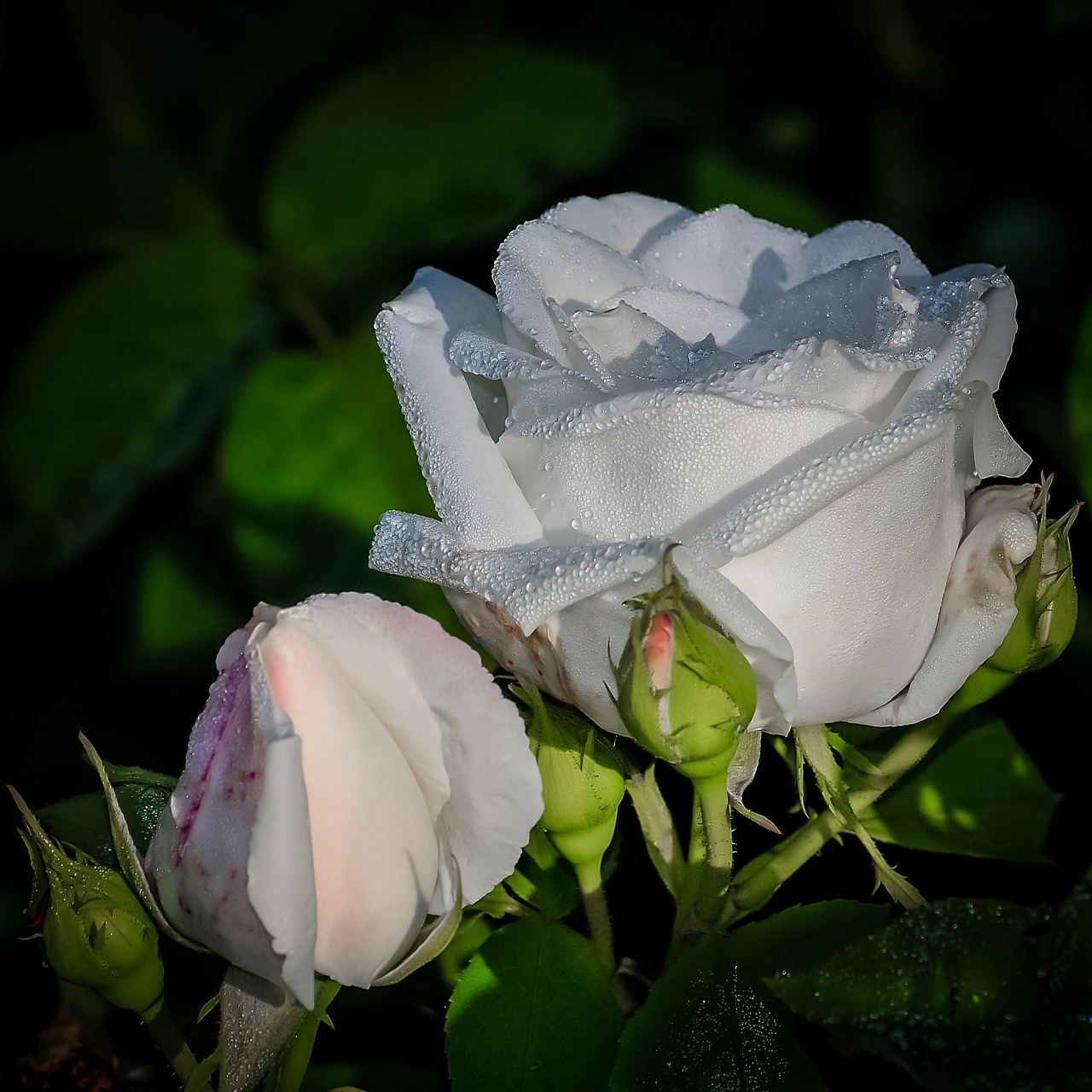 rose white flower free photo