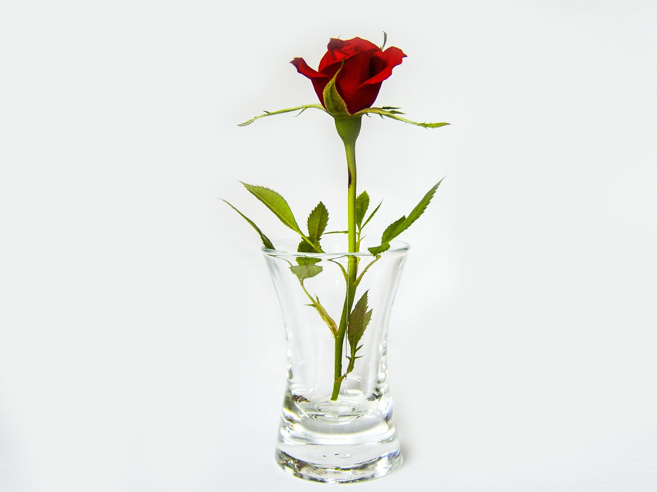 rose glass red free photo