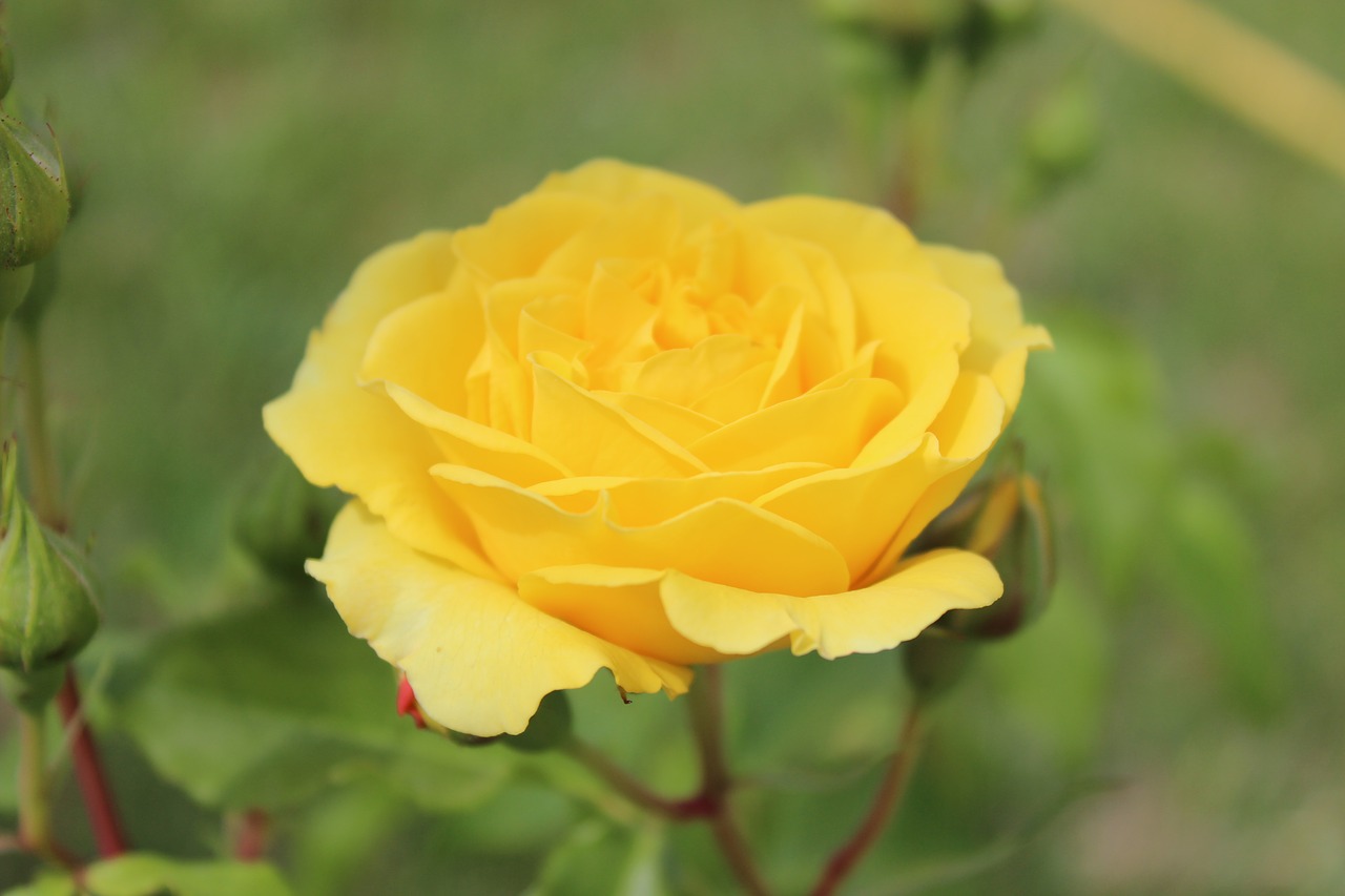 rose  yellow  nature free photo