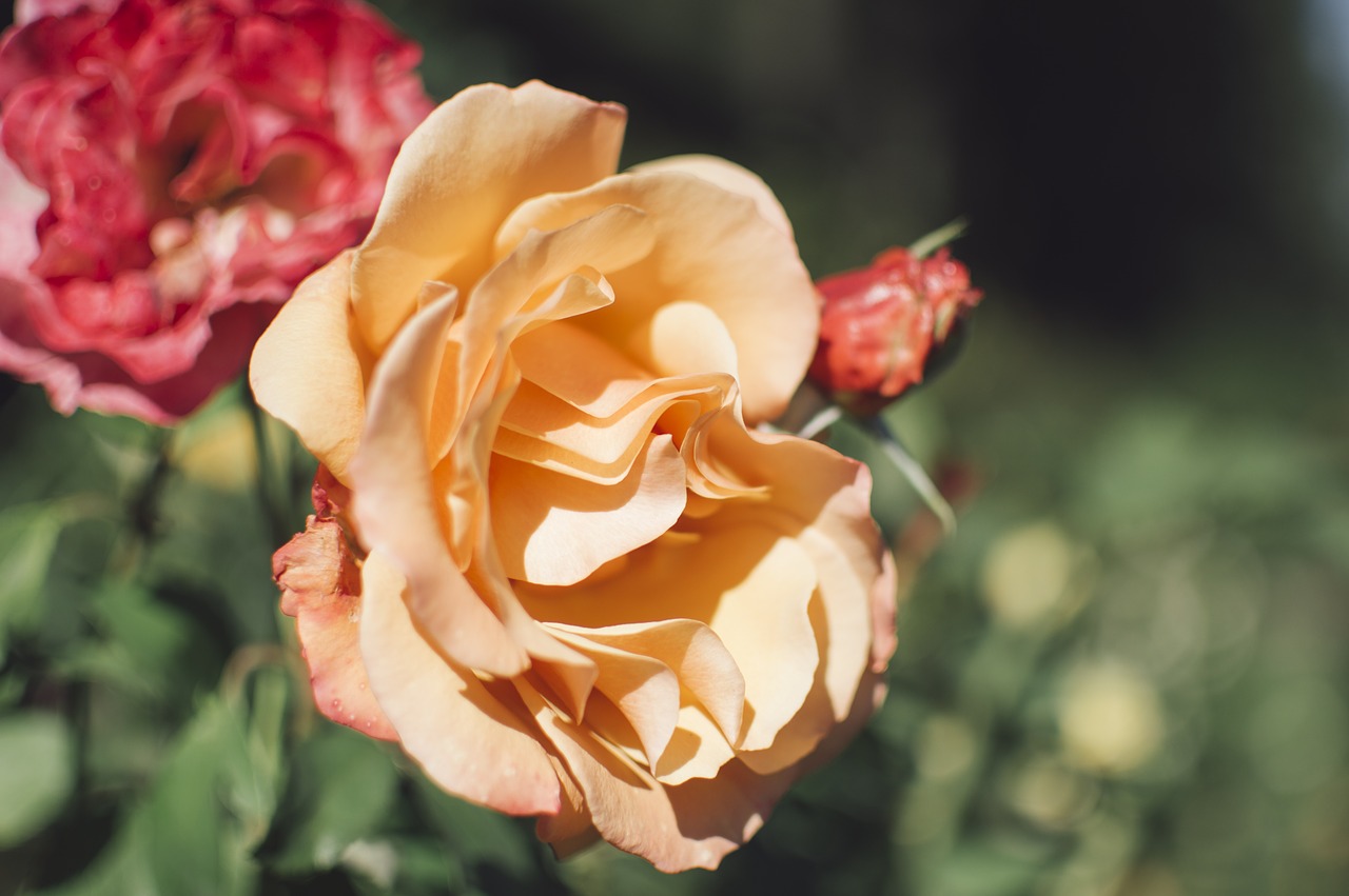 rose  yellow  blossom free photo